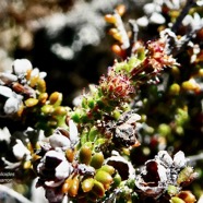 Erica galioides thym marron  ericaceae endémique Réunion.jpeg
