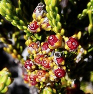Erica reunionnensis.branle vert.( fruits ) ericaceae.endémique Réunion. (1).jpeg