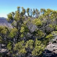 Erica reunionnensis.branle vert.ericaceae.endémique Réunion. (1).jpeg