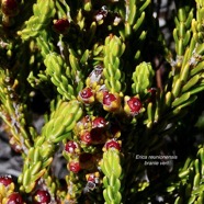 Erica reunionnensis.branle vert.ericaceae.endémique Réunion..jpeg