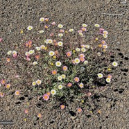 Erigeron karvinskianus.pâquerette.marguerite folle.asteraceae.assimilé indigène .très envahissant..jpeg