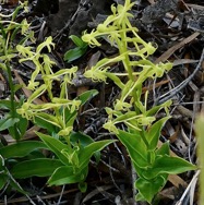 Habenaria frappieri J.-B.Castillon et P.Bernet.petit maïs.orchidaceae.indigène Réunion..jpeg