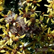 Hubertia tomentosa var tomentosa ambaville blanche.asteraceae.endémique Réunion. (1).jpeg