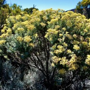 Hubertia tomentosa var tomentosa ambaville blanche.asteraceae.endémique Réunion..jpeg