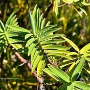 Hypericum lanceolatum subsp angustifolium. fleur jaune des hauts.hypericaceae.endémique Réunion..jpeg