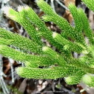 Lycopodium clavatum.lycopodiaceae. indigène Réunion..jpeg