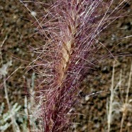 Pennisetum caffrum. Cenchrus cafer .poaceae.endémique Réunion. (1).jpeg