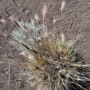 Pennisetum caffrum. Cenchrus cafer .poaceae.endémique Réunion. (2).jpeg