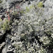 Phylica nitida  ambaville bâtard.rhamnaceae.endémique Réunion Maurice  ( moitié inférieure de la photo ).jpeg