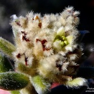 Phylica nitida  ambaville bâtard.rhamnaceae.endémique Réunion Maurice (1).jpeg