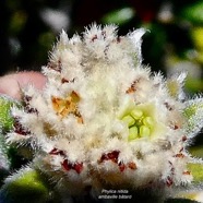 Phylica nitida  ambaville bâtard.rhamnaceae.endémique Réunion Maurice (2).jpeg