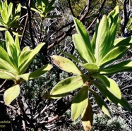 Psiadia anchusifolia.tabac marron..bouillon blanc .asteraceae;endémique Réunion.jpeg