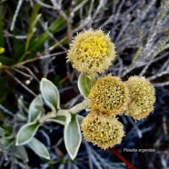 Psiadia argentea .psiadie argentée..asteraceae. Endémique Réunion.jpeg