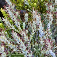 Stoebe passerinoides.branle blanc( en fleurs au premier plan ).asteraceae.endémique Réunion. Branle vert à l'arrière plan ..jpeg