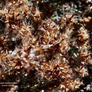 Stoebe passerinoides.branle blanc.( akènes ) asteraceae.endémique Réunion..jpeg