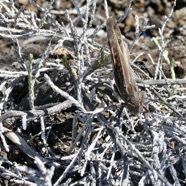 criquet se reposant sur un branle blanc.jpeg