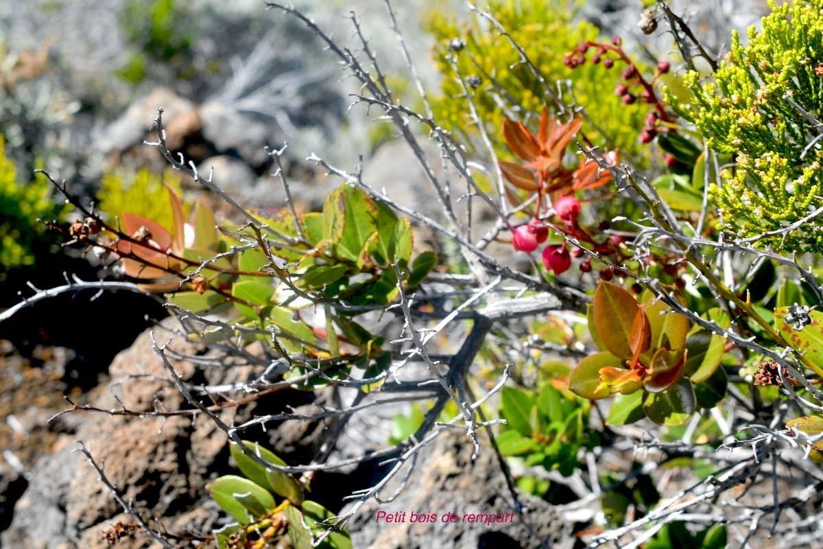 Agarista buxifolia Petit bois de rempart  Ericaceae Indigène La Réunion 1479.jpeg
