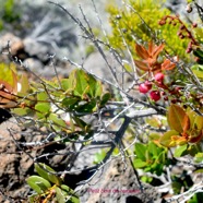 Agarista buxifolia Petit bois de rempart  Ericaceae Indigène La Réunion 1479.jpeg