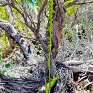 Benthamia africana Orchidaceae  Indigène La Réunion 29.jpeg