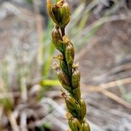 Benthamia africana Orchidaceae  Indigène La Réunion 50.jpeg
