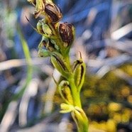 Benthamia africana Orchidaceae  Indigène La Réunion 900.jpeg