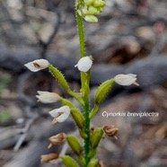 Cynorkis breviplectra Orchidacea e Endémique La Réunion 48.jpeg