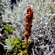 Disa borbonica Orchidaceae E ndémique La Réunion 54.jpeg