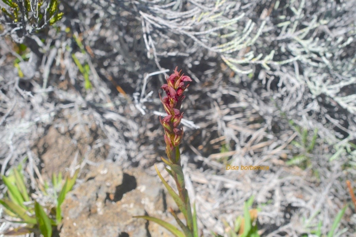 Disa borbonica Orchidaceae En démique La Réunion 1495.jpeg