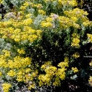 Hubertia tomentosa Ambaville blanc Asteraceae Endémique La Réunion 1504.jpeg