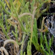 Lycopodium clavatum Lycopodiaceae Indigène La Réunion 1537.jpeg