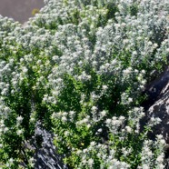Phyllica nitida Ambaville bâtard Rhamnaceae Endémique La Réunion, Maurice 1480.jpeg