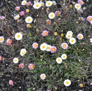 Erigeron_karvinskianus-Marguerite_folle-ASTERACEAE-EE-MB3_5989.jpg