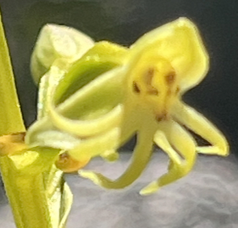 Morne Langevin 9 avril 2024