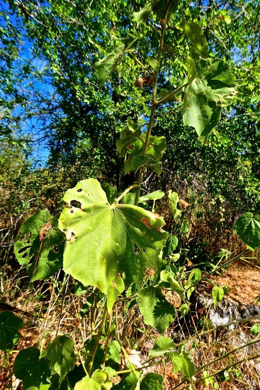Abutilon sp  Mauve .malvaceae. P1032735
