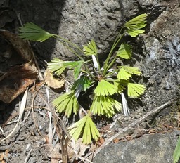 Actiniopteris semiflabellata - Fougère lalatnier - ADIANTACEAE - Indigène Réunion