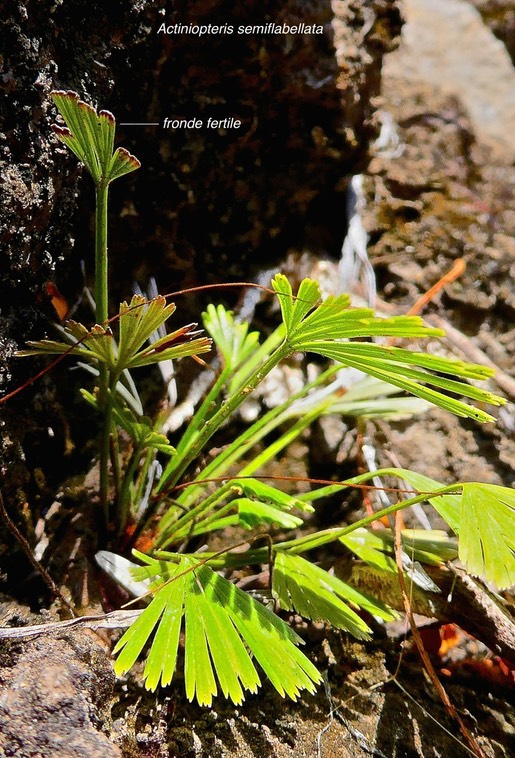 Actiniopteris semiflabellata. fougère latanier. ( fronde stérile à segments terminés par une dent et frondes fertiles à segments terminés par plusieurs dents  ) pteridaceae. indigène Réunion.P1032851