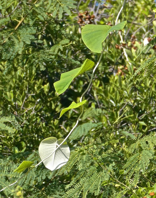 Argyreia nervosa. liane d'argent.( au premier plan )convolvulaceae. P1032854