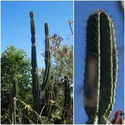 Cereus hexagonus - Cactus cierge - CACTACEAE - Sud-est Amérique du Sud