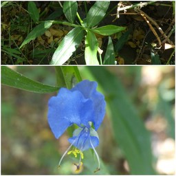 Commelina diffusa - Petite herbe de l'eau - COMMELINACEAE - Asie tropicale, EE