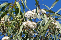 Corymbia citriodora.eucalyptus citronnelle.myrtaceae.P1032609