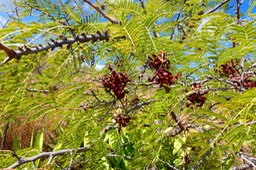 Dichrostachys cinerea.mimosa clochette.kéké. fabaceae.espèce envahissante.P1032774