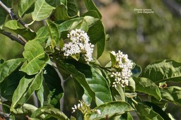 Ehretia cymosa.bois malgache.boraginaceae.potentiellement envahissante.P1032730