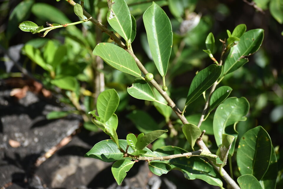 Ficus reflexa - Ti l'affouche - MORACEAE - Indigène Réunion