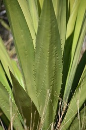 Furcraea foetida - Choka vert, Cadère - ASPARAGACEAE - Amérique centrale, Caraibes, EE