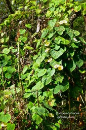 Ipomoea ochracea .ipomée jaune.convolvulaceae.espèce envahissante.P1032861