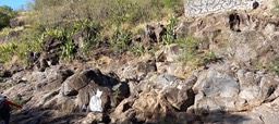 Le chat blanc pêcheur au bord de la ravine St Gilles