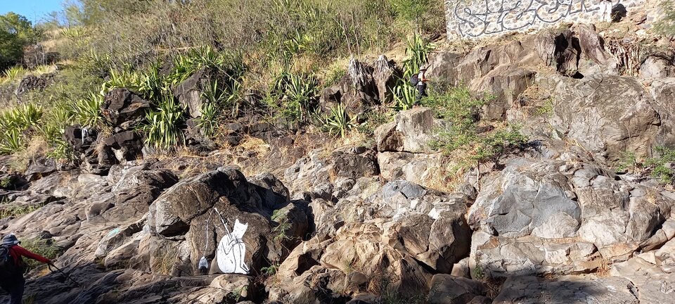 Le chat blanc pêcheur au bord de la ravine St Gilles