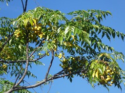 Melia azedarach - Lilas de Perse, Margosier - MELIACEAE - Inde, Australie, EE