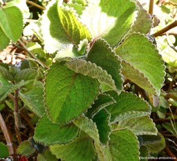 Plectranthus amboinicus. gros thym.menthe mexicaine.lamiaceae. espèce envahissante .P1032516