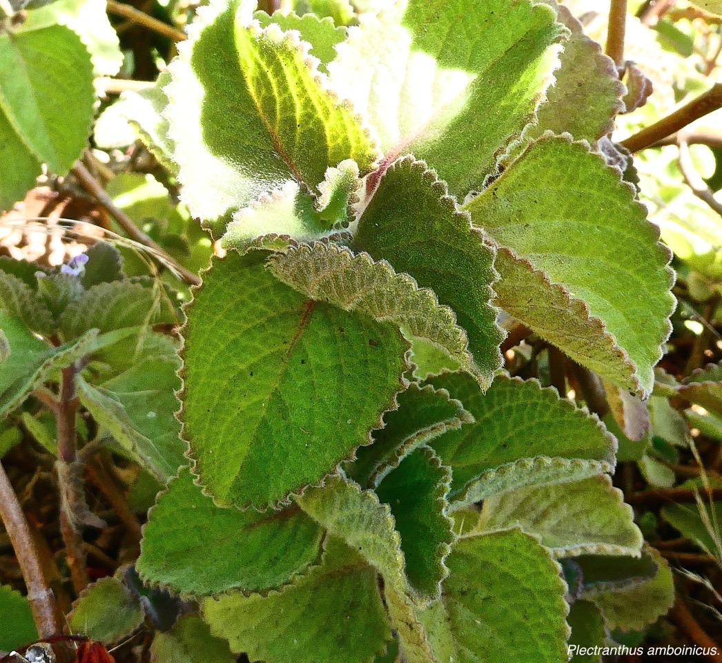 Plectranthus amboinicus. gros thym.menthe mexicaine.lamiaceae. espèce envahissante .P1032516
